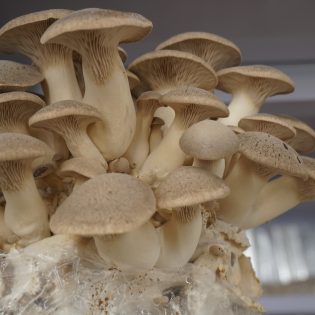 Körnerbrut(verschiedene Sorten) 5kg – Bild 5