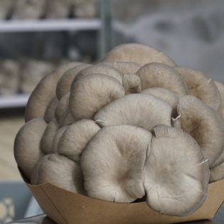 Körnerbrut(verschiedene Sorten) 5kg – Bild 4
