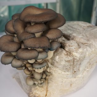 Körnerbrut(verschiedene Sorten) 5kg – Bild 2