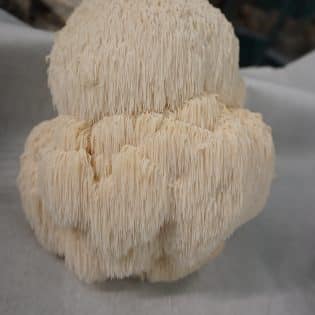 Igelpilz