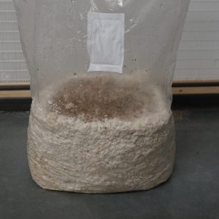Körnerbrut(verschiedene Sorten) 5kg